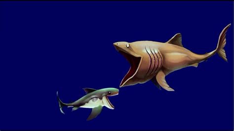 megamouth shark vs basking shark